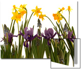 Still Life Photograph  a Collection of Spring Flowers in One Frame