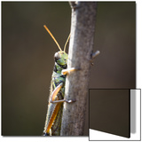Close-Up of an Adult American Bird Grasshopper  Schistocerca Americana