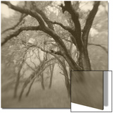 Sepia Toneds Image of Trees in the Wood