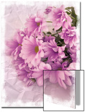 Still Life Photograph  Chrysanthemum Flowers