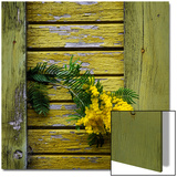 Yellow Acacia Tree Blossoms Against Aging Yellow-Painted Wood