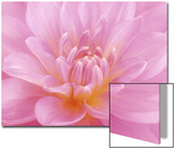 Still Life Photograph  Close-Up of Pink Dahlia