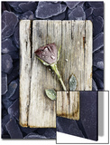 Frosted Rose on Weathered Piece of Timber