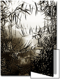 Reeds Reflecting on Lake Surface