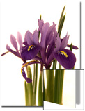 Spring Flowers: Iris