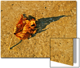 A Fallen Autumn Leaf and it's Shadow