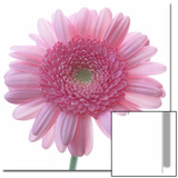 Still Life Photograph  Frontal Shot of a Pink Gerbera  Square Format Image