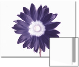 De-Saturated Flower