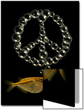 Two Tetra Fish Blowing Peace Symbol Shaped Bubbles