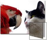 The Parrot and the Cat