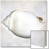 Still Life of a Shell