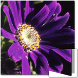 Cineraria  Senecio Hybridus  Oregon