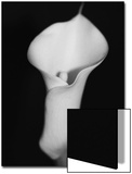 A White Lily Flower Centered in Black and White
