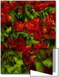 A Bed of Red Curly Tulips  Keukenhof  Holland
