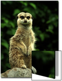 Curious Meerkat  Suricata Suricatta