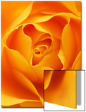 Still Life Photograph  Close-Up of Orange Rose