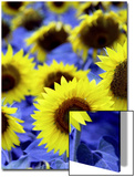 Sunflowers Closeup
