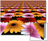 Gerbera Flowers Multiplied in Tiles