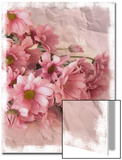 Still Life Photograph  Chrysanthemum Flowers