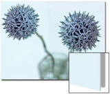 Still Life Photograph  Two Globe Thistles (Echinops Ritro)  Shot with Shallow Dof
