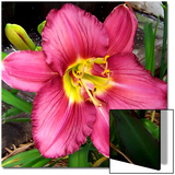 Daylily Beauty