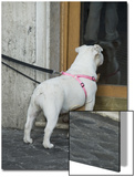 Big Dog with Little Dog Underneath it in Rome  Italy Outside of a Bakery