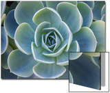 Close-Up of a Succulent Plant