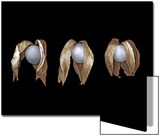 Three Gooseberries Side by Side