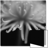 Close-Up of Flower Petals in Black and White
