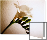 White Freesia