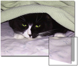 Cat Looking Out from under Blanket