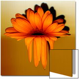 Gerbera Flower Melting  Digital Manipulation