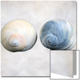 Still Life of Two Shells