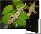 Melon Lizard on Branch
