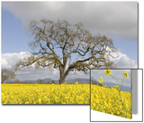 Bare Oak Tree