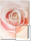 Still Life Photograph  a Pink Rose  Shot with Shallow Dof
