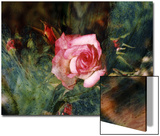 Pink Rose with Abstract Background