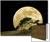 Windswept Live Oak Tree and Rising Full Moon at Night
