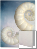 Still Life of Two Shells