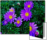 Purple Daisies Aganst Rich Green Leaves