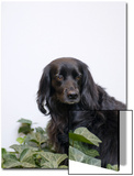 Black  Cocker Spaniel Mix Dog in Ivy Against White