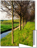 Dutch Dike with Trees and Green Grass  Holland