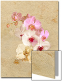Pink and White Flowers on a Textured Surface