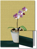 Orchid Plant with Flower in Pot
