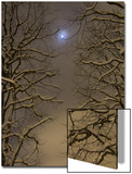 Night Image of Trees Bathed in Artificial Light from City Lights and the Full Moon