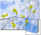 American Beech Leaves on a Branch