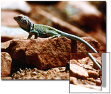 Close-Up of Greenish-Colored Lizard  Sedona  Arizona  USA