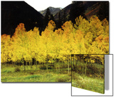 Brilliant Golden Aspen Trees in Rocky Mountains Near Silverton  Southwestern Colorado  USA