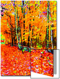 Forest in Autumn