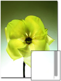 Green Magnolia Blossom